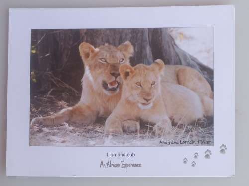 Lion and cub postcard