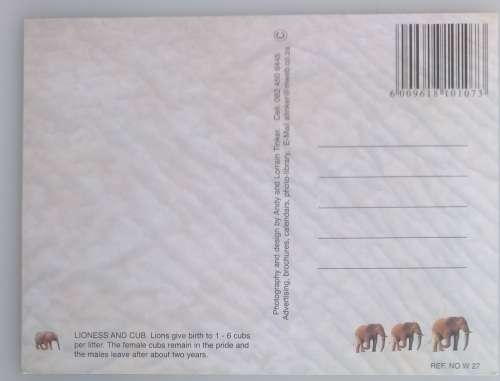 Lion and cub postcard