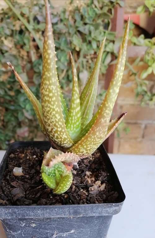 Aloe