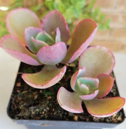Echeveria Dicks Pink
