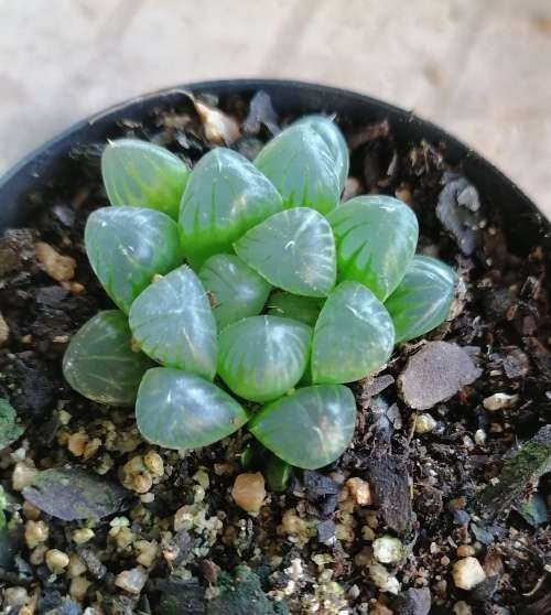 Haworthia cooperi var truncata