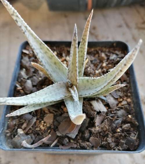 Aloe hybrid