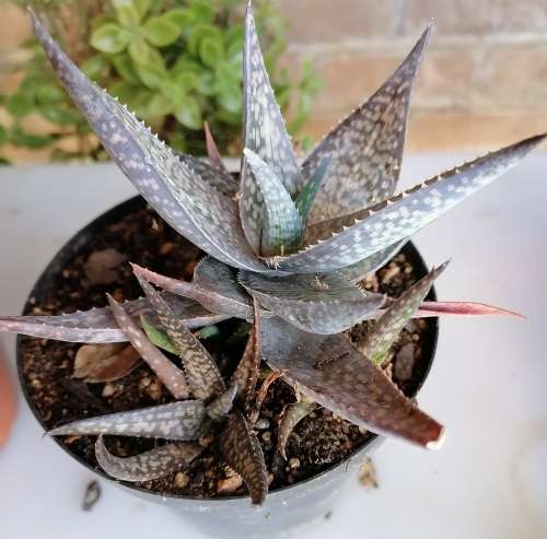 Aloe Deltoideodonta with pups