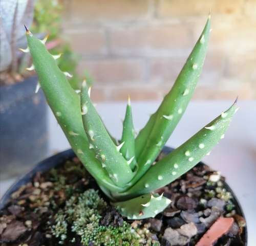 Aloe Melenacantha