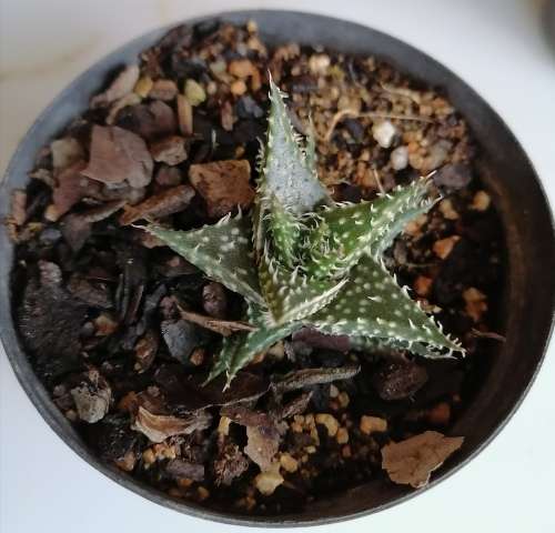 Aloe cv Pepe