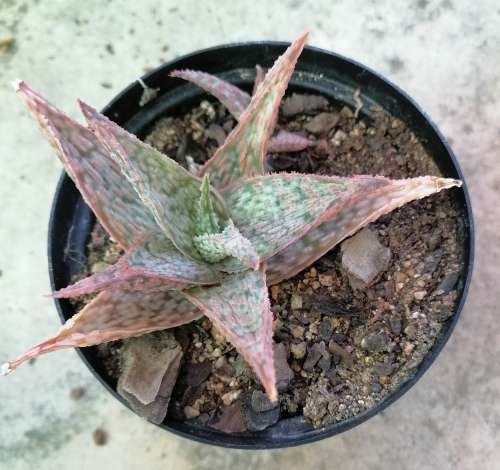 Aloe Pink Blush