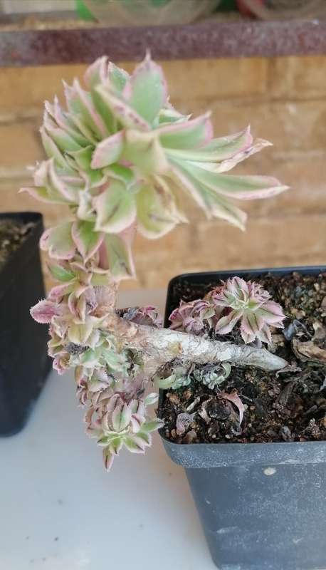 Aeonium Sunburst cristate