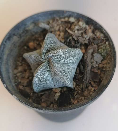 Astrophytum Myriostigma