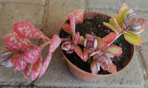 Kalanchoe