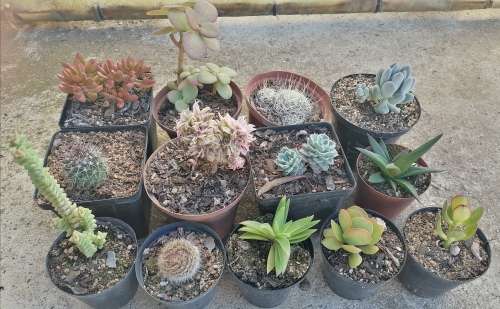 13 x Succulent/cacti