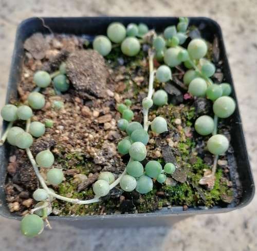 String of pearls