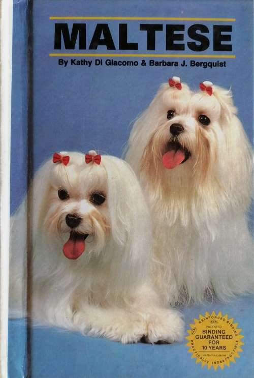 Maltese by Kathy Di Giacomo