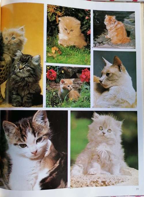 The world of cats by David Gibbon