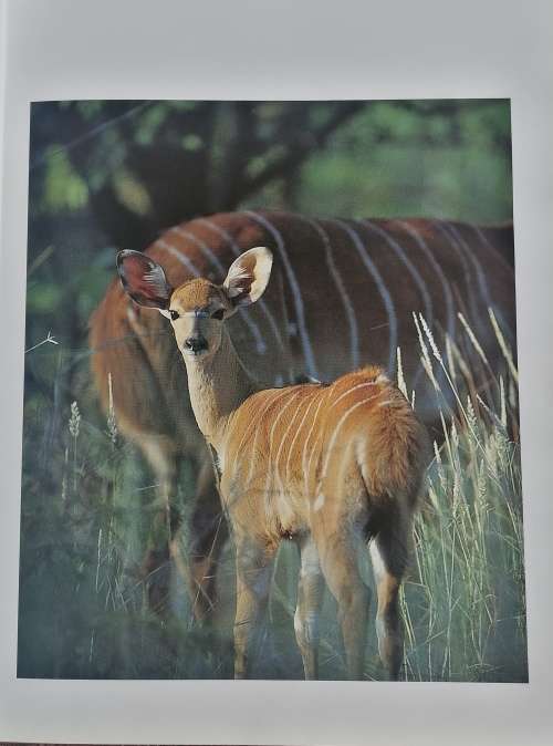 Southern Africa spectacular world of wildlife