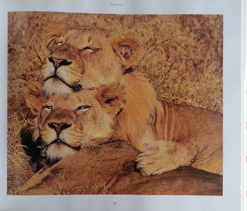African wildlife themes by Richard du Toit