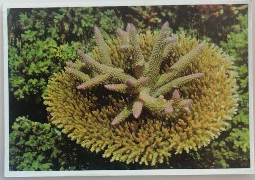 Vintage postcard: Flange Coral