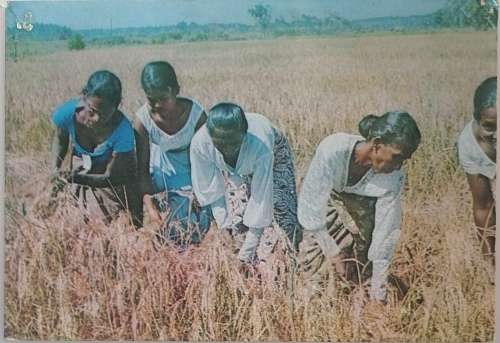 Vintage postcard: Harvesting paddy