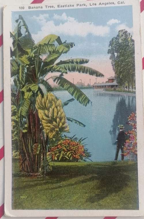 Vintage postcard: Banana tree, Eastlake Park, Los Angeles