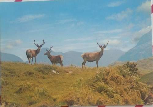 Vintage postcard: Red deer in the Scottish Highlands