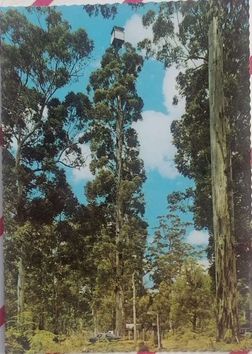 Vintage postcard: Gloucester tree