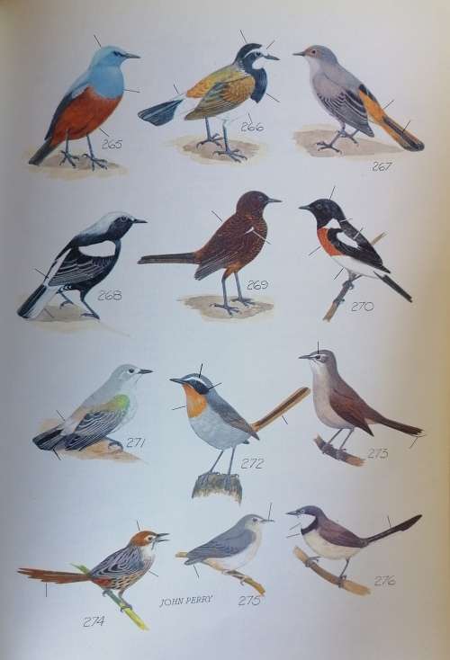 The birds around us by GW Broekhuysen