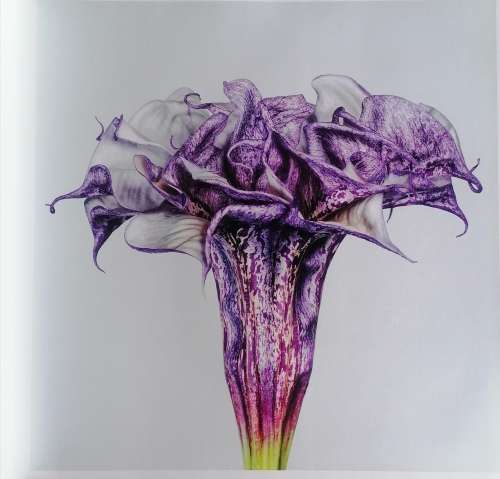 Flower by Andrew Zuckerman