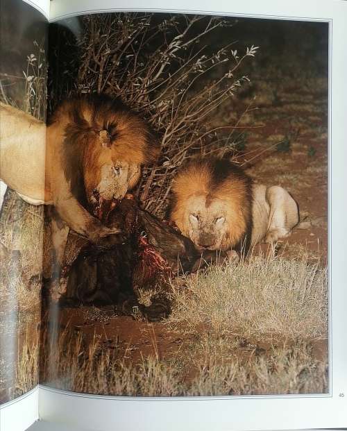 Nightstalk - The story of a Kruger pride by Bruce Aiken