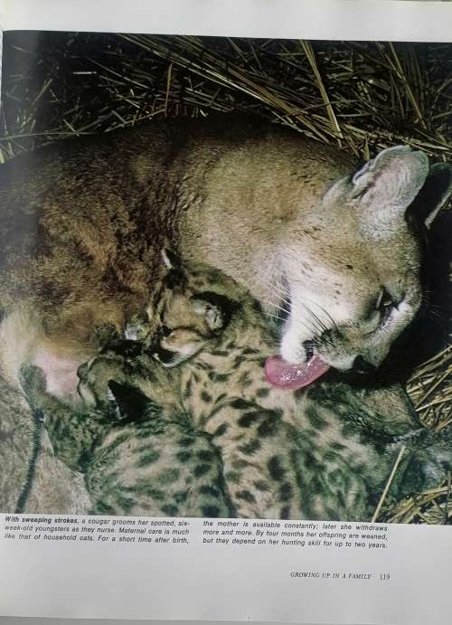 Animal families