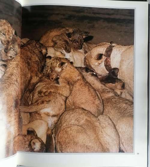 Nightstalk - The story of a Kruger pride by Bruce Aiken