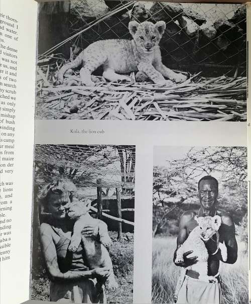 Queen of Shaba, the story of an African leopard by Joy Adamson