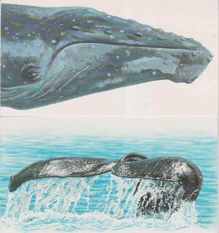 SOUTH AFRICA - 2 X PREPRINTED POSTCARDS - WHALES