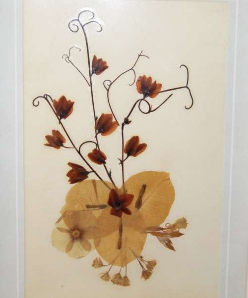 Pressed Dried Flowers in Frame @@@ CCCRRRAAAZZZYYY R1 START!!!