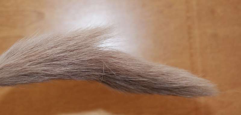 Mink Tail (10 available, price per tail)