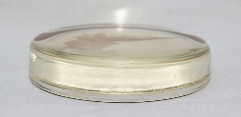 Vintage Glass Paperweight with Dried Flowers