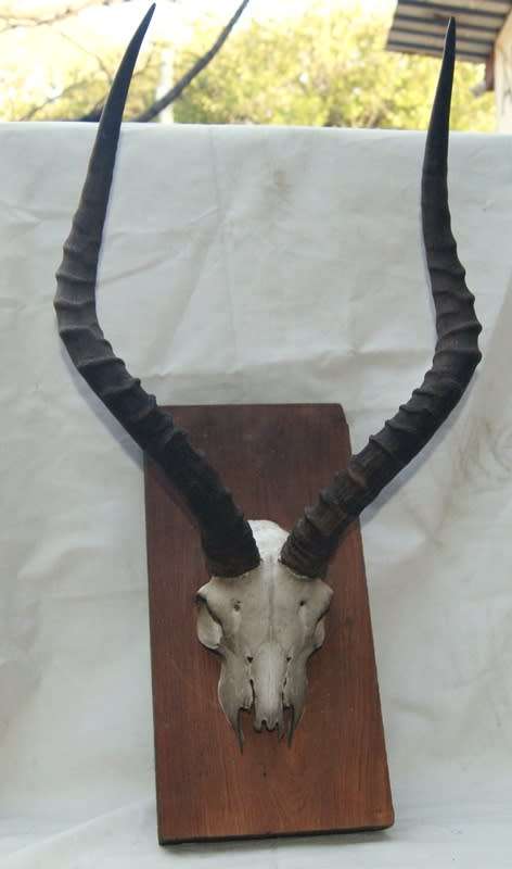 Impala Horns Mounted on Wooden Plinth
