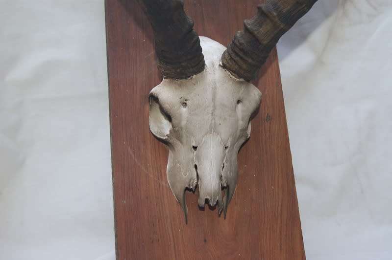 Impala Horns Mounted on Wooden Plinth