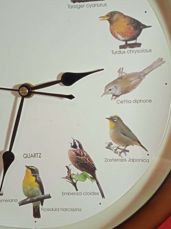 BIRD SOUND WALL CLOCK