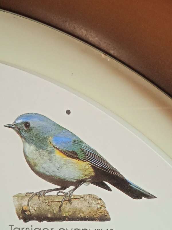 BIRD SOUND WALL CLOCK