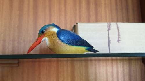Feathers of Knysna birds (collectors item)