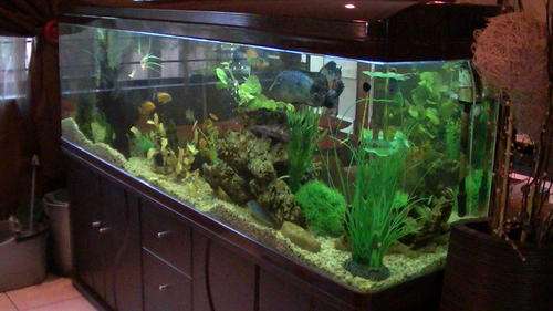 2 meter, 650 Litre Tropical aquarium on stand with livestock