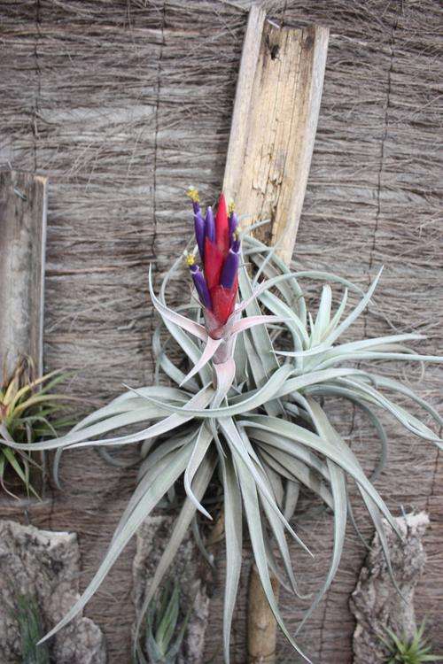Airplants (Tillandsia Harissi)
