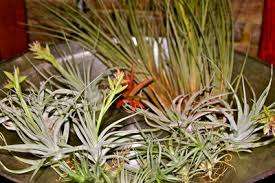 20 x Airplants ( Tillandsia - Flowering)