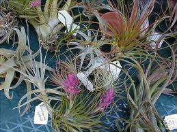 5 x Airplants (Tillandsia - Flowering Species)