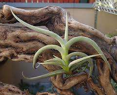 Tillandsia Myosura