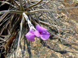 Tillandsia Palacae