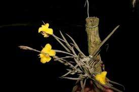 Tillandsia Crocata