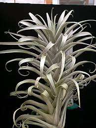 Tillandsia Cauligera Minor