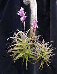 Tillandsia Purpurea
