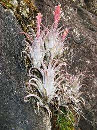 Tillandsia Macbrideana - Rare