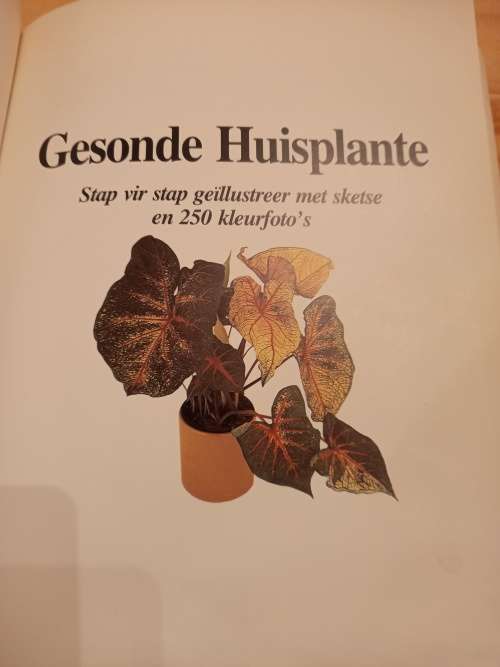 Gesonde Huisplante deur David Longman